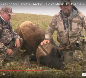 Arctic Musk Ox Hunting