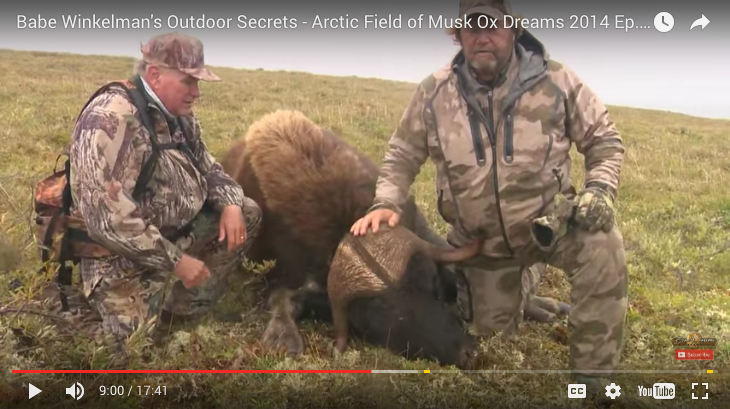 Arctic Musk Ox Hunting
