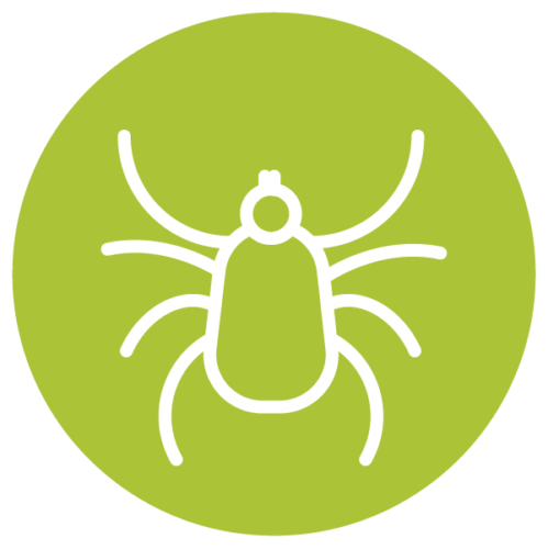 Tick Species