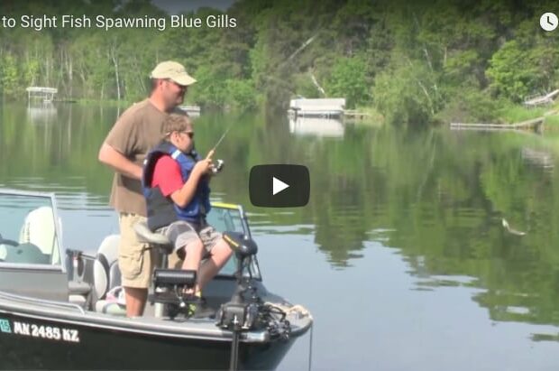 how to sight fish spawning blue gill